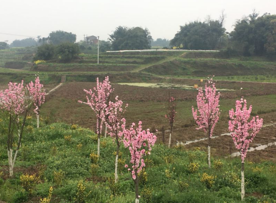 花木基地建設