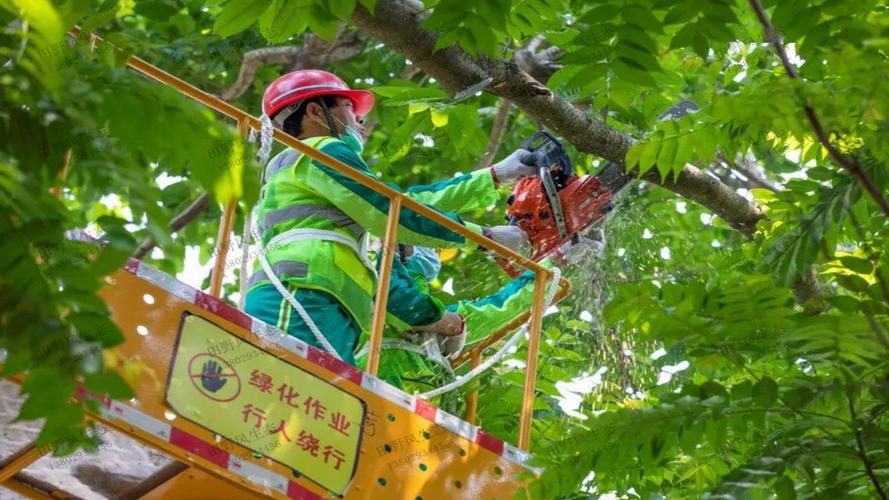 楊家寺鎮春季綠化工程