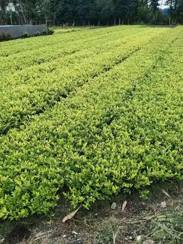 松江區公園園林綠化工程技術